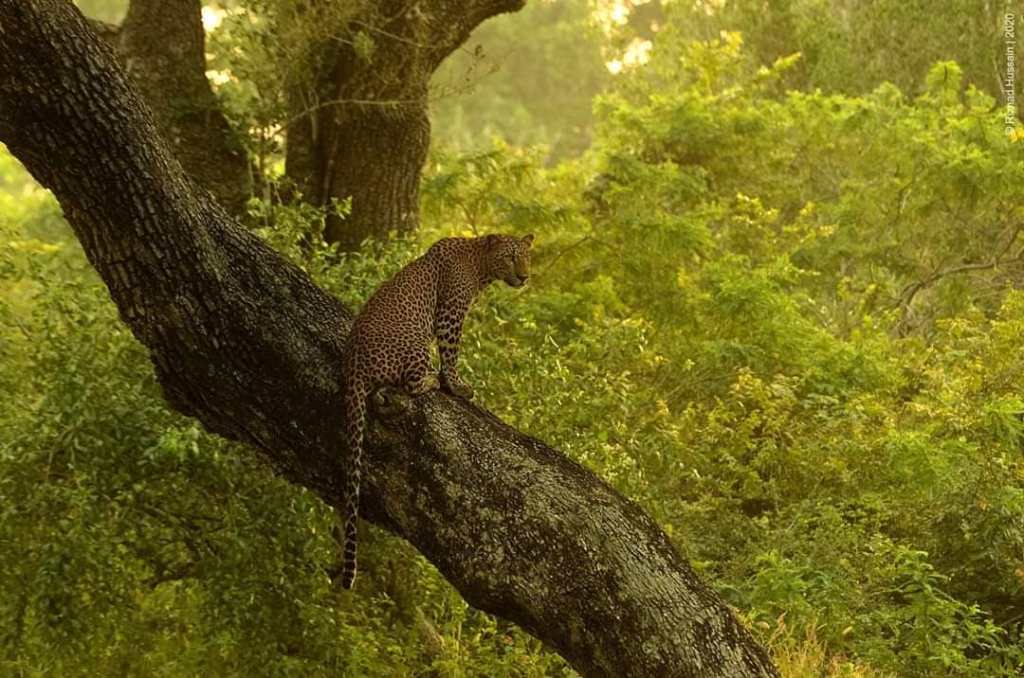 wild life srilanka
www.ceylonwhales.com