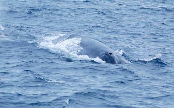 whale watching in mirissa www.ceylonwhales.com