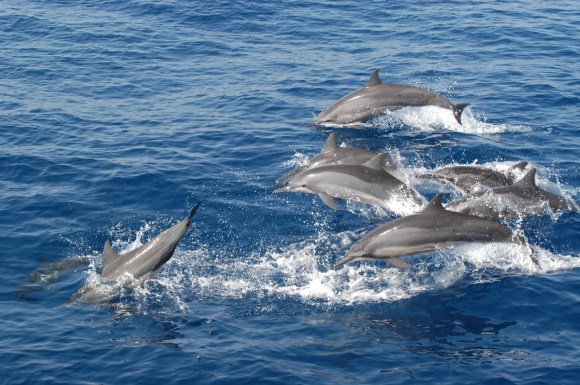 whale watching in mirissa www.ceylonwhales.com