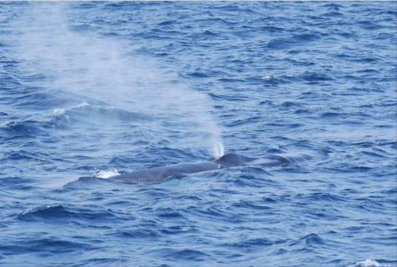 whale watching mirissa www.ceylonwhales.com