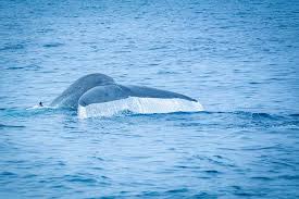 whale watching in mirissa www.ceylonwhales.com