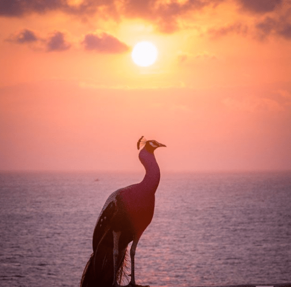 sunset in mirissa www.ceylonwhales.com